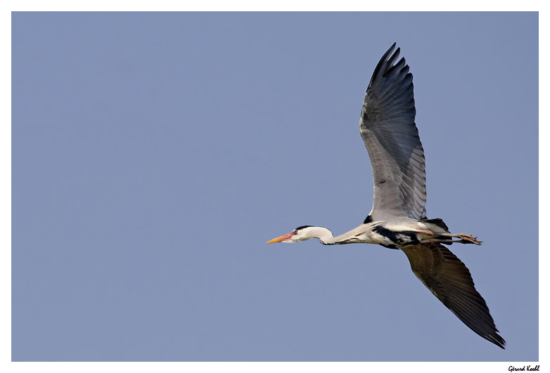  Image name: airone cenerino4.jpg 
 width: 782 pixel 
 height: 531 pixel 
 Size: 63377 bytes 
 Click to enlarge 